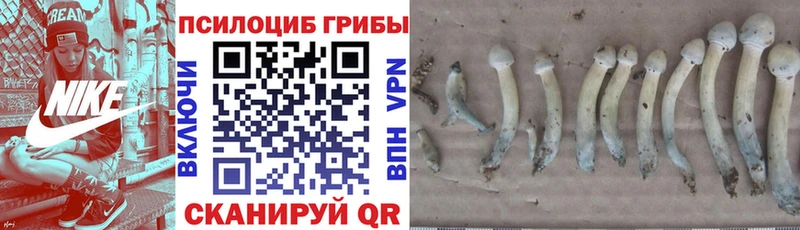 Псилоцибиновые грибы GOLDEN TEACHER  купить закладку  Циолковский 